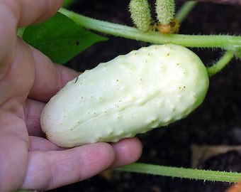 Miniature White Cucumber Seeds
