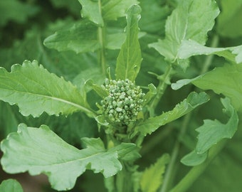 Spring Raab Broccoli Rabe Seed, non-GMO, Organic, Grown in Wisconsin, USA Seller, Farmer Grown, Biodynamic, Sustainable