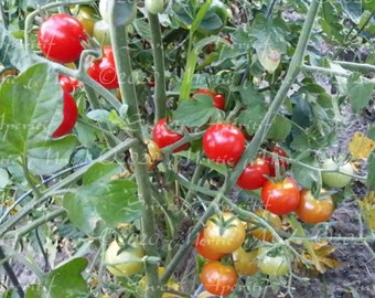 Sweet Aperitif Tomato Seeds -- Organically Grown, non-GMO, Heirloom, Made in Wisconsin - USA