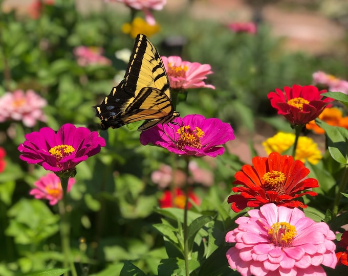 Cut and Come Again Blend Zinnia Seeds