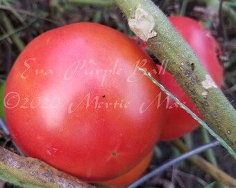 Eva Purple Ball Tomato Seeds -- Organically Grown, non-GMO, Heirloom, Made in Wisconsin - USA