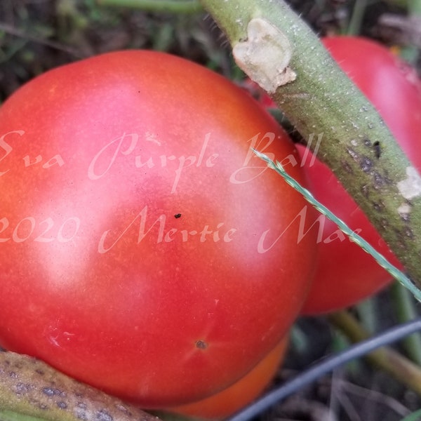 Eva Purple Ball Tomato Seeds -- Organically Grown, non-GMO, Heirloom, Made in Wisconsin - USA