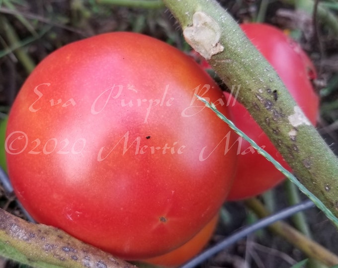 Eva Purple Ball Tomato Seeds -- Organically Grown, non-GMO, Heirloom, Made in Wisconsin - USA