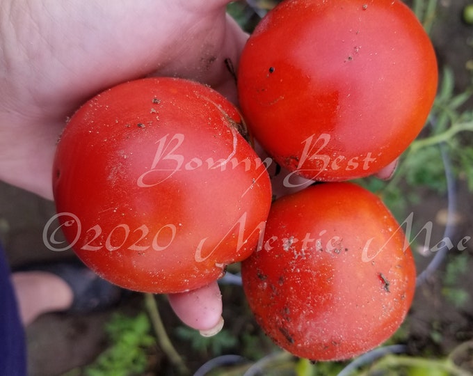 Bonny Best Tomato Seeds -- Organically Grown, non-GMO, Heirloom, Made in Wisconsin - USA