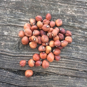 Dimpled Brown Crowder Cowpea (Southern Pea) Seeds