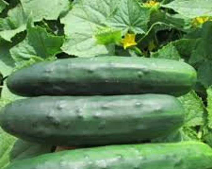 Marketmore 76 Slicing Cucumber Seeds -- Organically Grown, non-GMO, Heirloom, Made in Wisconsin - USA