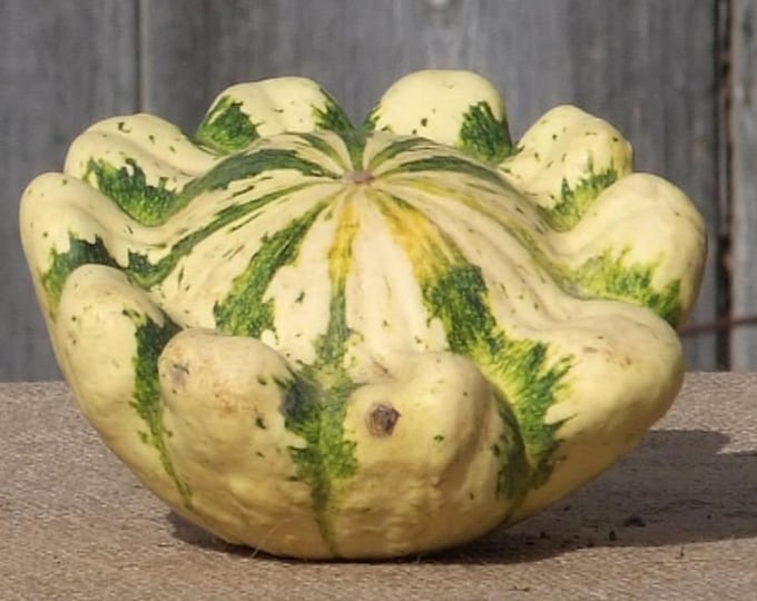 Scallop Summer Squash Seed, non-GMO, Grown in the USA, Heirloom, Open-Pollinated