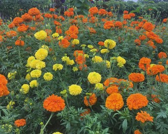 May include: A dense garden bed filled with vibrant orange and bright yellow marigold flowers. The round, ruffled blossoms are set against a backdrop of lush green foliage, with numerous buds and fully bloomed flowers scattered throughout.