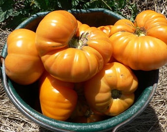 Amana Orange Tomato Seeds -- Organically Grown, non-GMO, Heirloom, Made in Wisconsin - USA