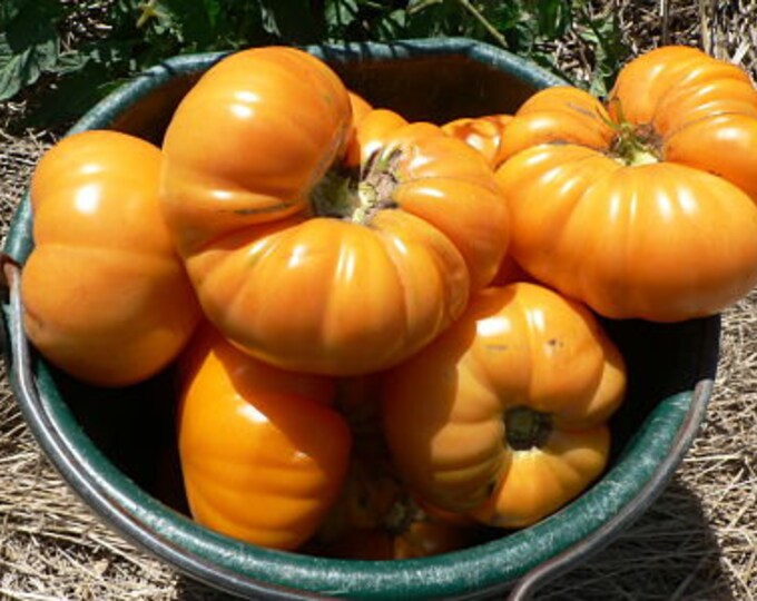 Amana Orange Tomato Seeds -- Organically Grown, non-GMO, Heirloom, Made in Wisconsin - USA