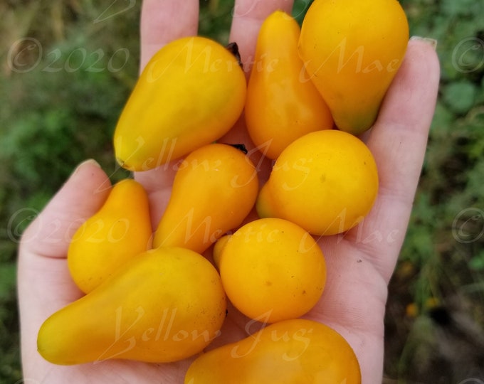 Yellow Jug Tomato Seeds -- Organically Grown, non-GMO, Heirloom, Made in Wisconsin - USA