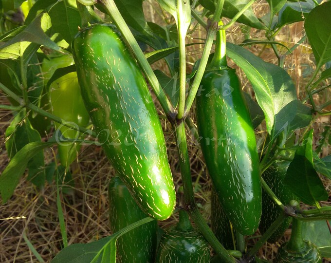 Mitad Jalapeno Hot Pepper Seeds -- Organically Grown, non-GMO, Heirloom, Made in Wisconsin - USA