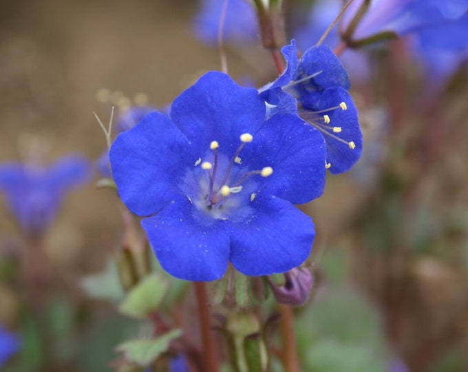 California Bluebells Phalecia campanularia Seeds, AKA Desert Bluebells -- Organically Grown, non-GMO, Heirloom, Made in Wisconsin - USA