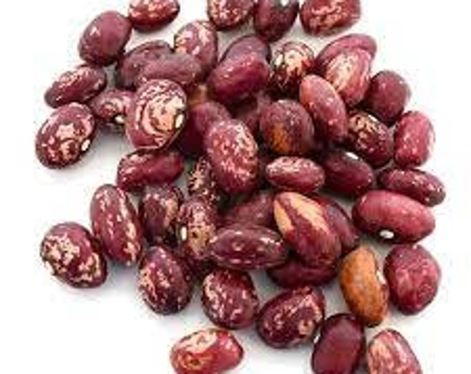 Cranberry Bush Dry Bean Seed