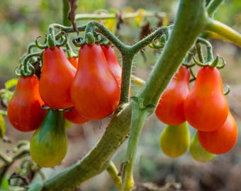 Red Fig Tomato Seed -- Organically Grown, non-GMO, Heirloom, Made in Wisconsin - USA