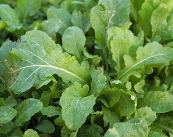 Green Brigade Arugula Seed, non-GMO, Grown in the USA, Heirloom, Open-Pollinated
