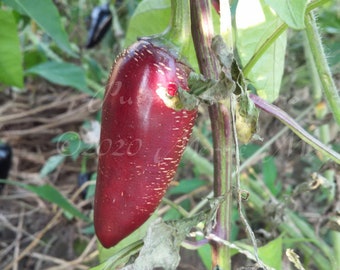 Purple Jalapeno Hot Pepper Seeds