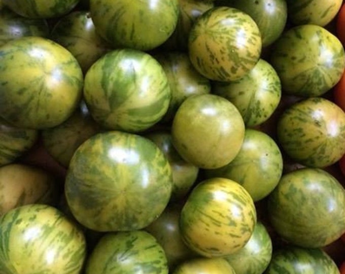 Green Bumble Bee Tomato Seeds -- Organically Grown, non-GMO, Heirloom, Made in Wisconsin - USA
