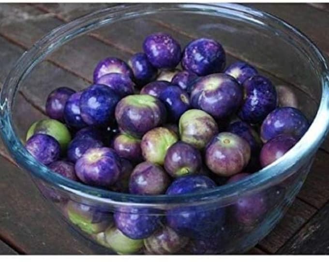 Purple de Milpa Tomatillo Seed
