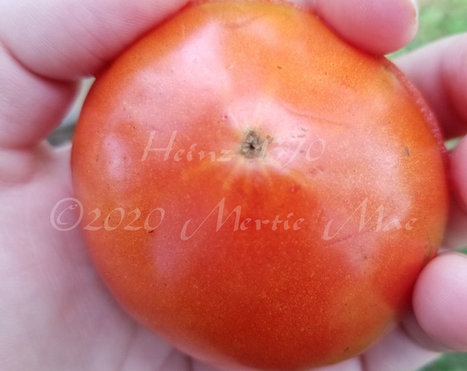Heinz 1370 Tomato Seeds -- Organically Grown, non-GMO, Heirloom, Made in Wisconsin - USA