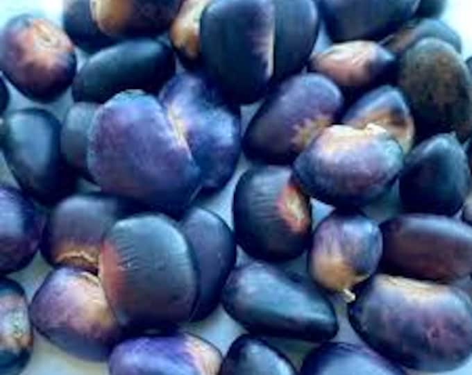 Succotash Pole Bean Seed