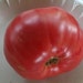 Organically Grown, non-GMO, Heirloom West Virginia Sweet Meat Tomato Seed