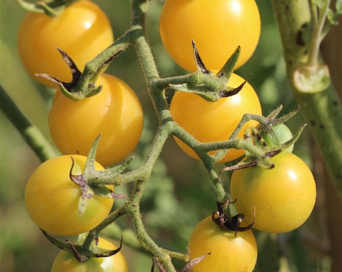 Galina Cherry Tomato Seeds -- Organically Grown, non-GMO, Heirloom, Made in Wisconsin - USA