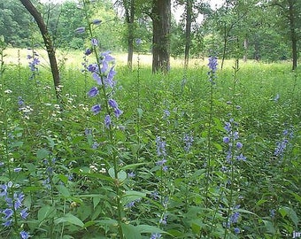 Tall Bellflower Campanula Seeds