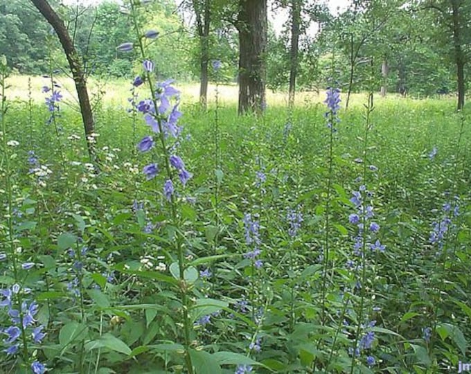Tall Bellflower Campanula Seeds