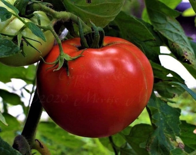 Cupid’s Red (купидон красный) Tomato Seed -- Tomato Seeds -- Organically Grown, non-GMO, Heirloom, Made in Wisconsin - USA