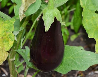 Florida High Bush Eggplant Seeds -- Organically Grown, non-GMO, Heirloom, Made in Wisconsin - USA