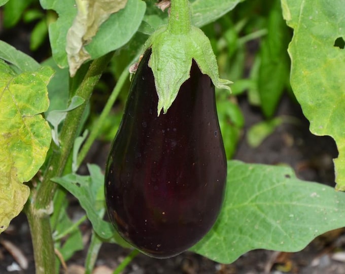 Florida High Bush Eggplant Seeds -- Organically Grown, non-GMO, Heirloom, Made in Wisconsin - USA