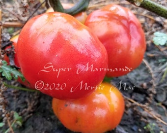 Super Marmande Tomato Seeds -- Organically Grown, non-GMO, Heirloom, Made in Wisconsin - USA