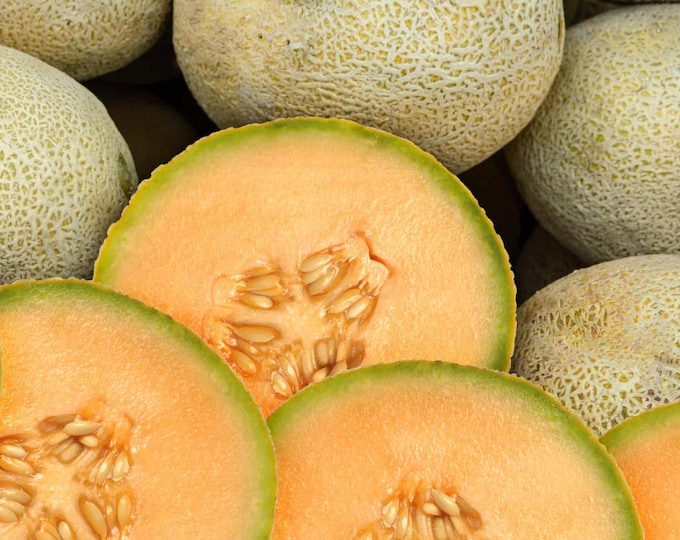 Pride of Wisconsin Muskmelon