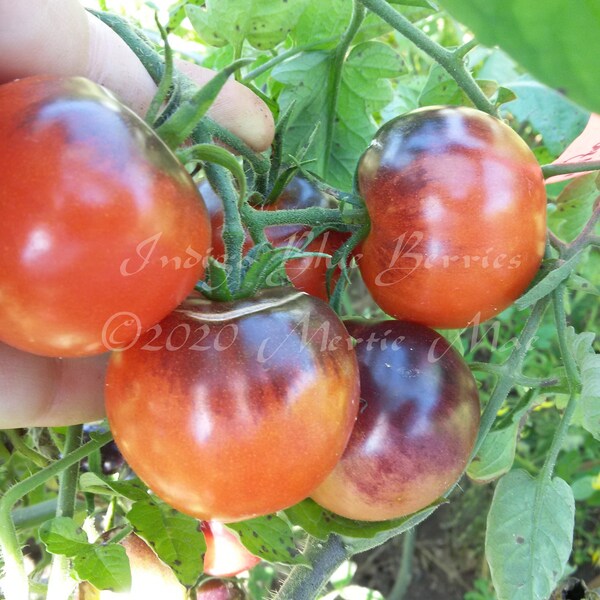 Indigo Blue Berries Tomato Seeds -- Organically Grown, non-GMO, Heirloom, Made in Wisconsin - USA