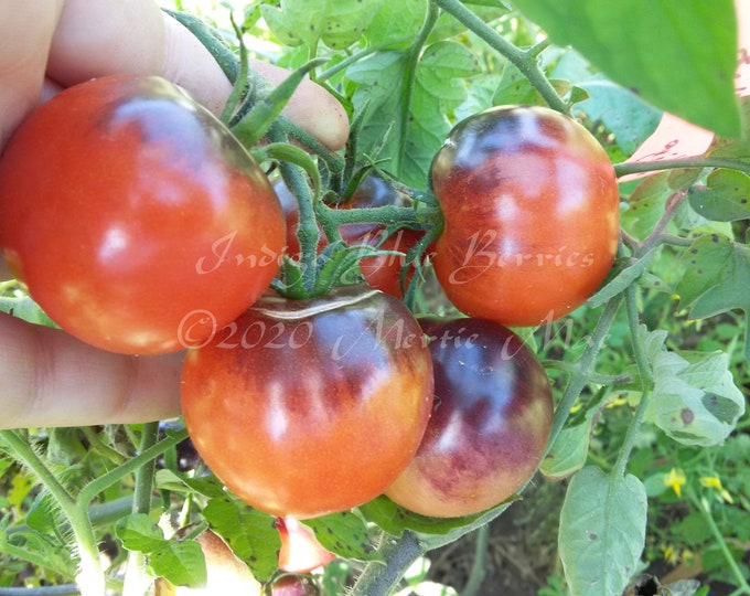 Indigo Blue Berries Tomato Seeds -- Organically Grown, non-GMO, Heirloom, Made in Wisconsin - USA