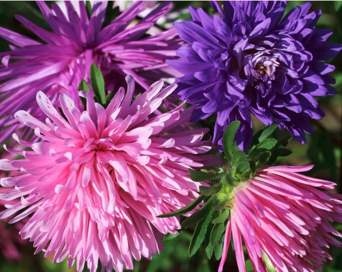 Starlight Formula Blend Aster Seeds, non-GMO, Grown in the USA, Heirloom, Open-Pollinated