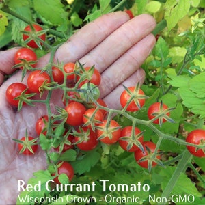 Red Currant Tomato Seed, non-GMO, Grown in the USA, Heirloom, Open-Pollinated image 3