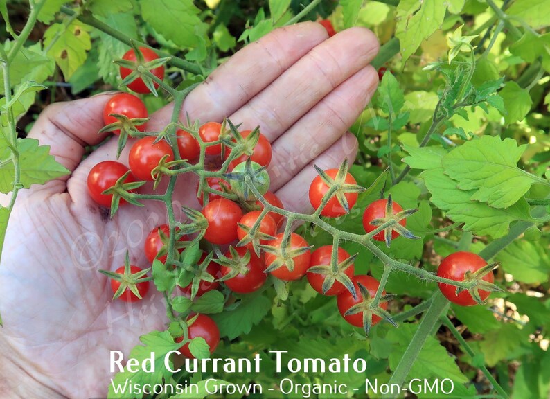 Red Currant Tomato Seed, non-GMO, Grown in the USA, Heirloom, Open-Pollinated image 3
