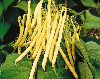 Carson Bush Wax Bean Seeds