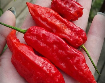 Scorpion's Red Venom Hot Pepper Seeds -- Organically Grown, non-GMO, Heirloom, Made in Wisconsin - USA