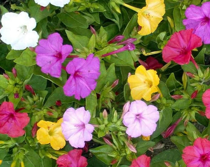 Marvel of Peru Blend Four O'Clock Seeds -- Organically Grown, non-GMO, Heirloom, Made in Wisconsin - USA