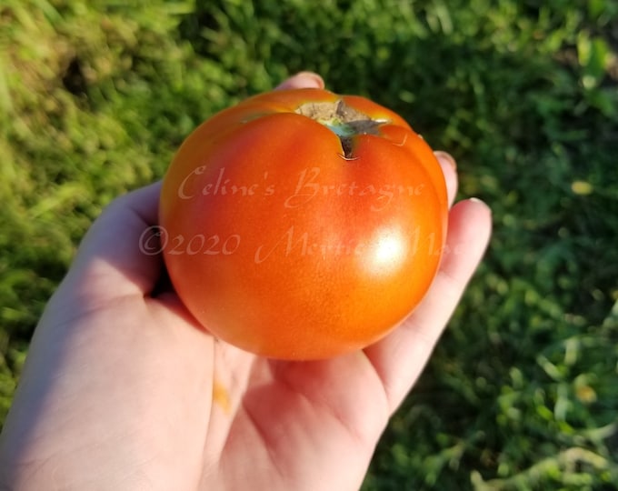 Celine's Bretagne Red Slicer Tomato Seeds -- Organically Grown, non-GMO, Heirloom, Made in Wisconsin - USA