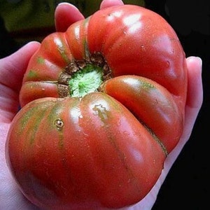 Pink Brandywine Tomato Seeds -- Organically Grown, non-GMO, Heirloom, Made in Wisconsin - USA
