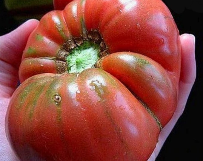 Pink Brandywine Tomato Seeds -- Organically Grown, non-GMO, Heirloom, Made in Wisconsin - USA