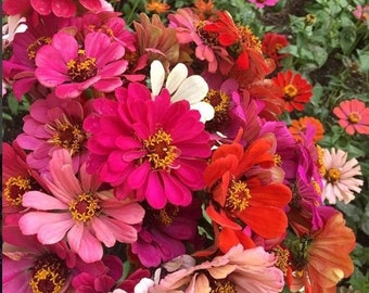 California Giants Blend Zinnia Seeds