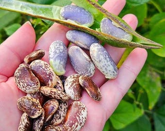 Painted Lady Improved Runner Bean