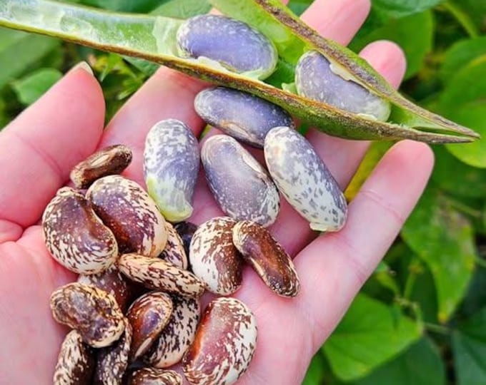 Painted Lady Improved Runner Bean