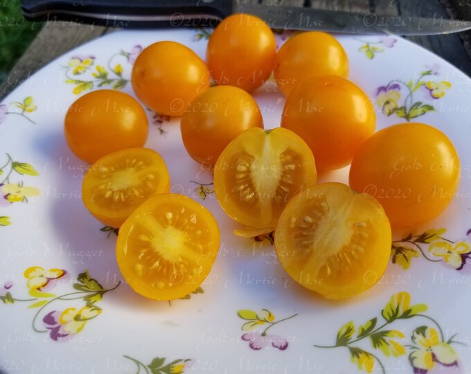 Gold Nugget Tomato Seeds -- Organically Grown, non-GMO, Heirloom, Made in Wisconsin - USA