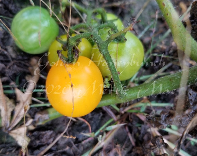 Golden Honeyburst Tomato Seeds -- Organically Grown, non-GMO, Heirloom, Made in Wisconsin - USA